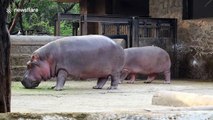 Mama and baby hippo have adorable naptime together