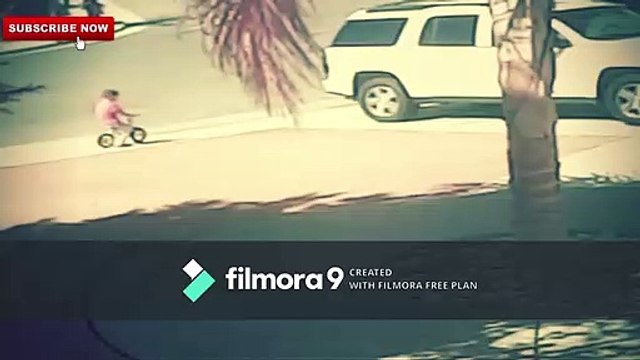 SuperCat saves children from dog attack - hero cat saves toddler from dog attack