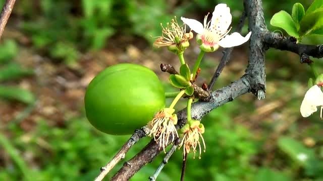 Hasadı başlayan eriğin kilogramı 250 liradan alıcı buluyor