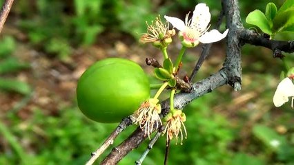 Hasadı başlayan eriğin kilogramı 250 liradan alıcı buluyor