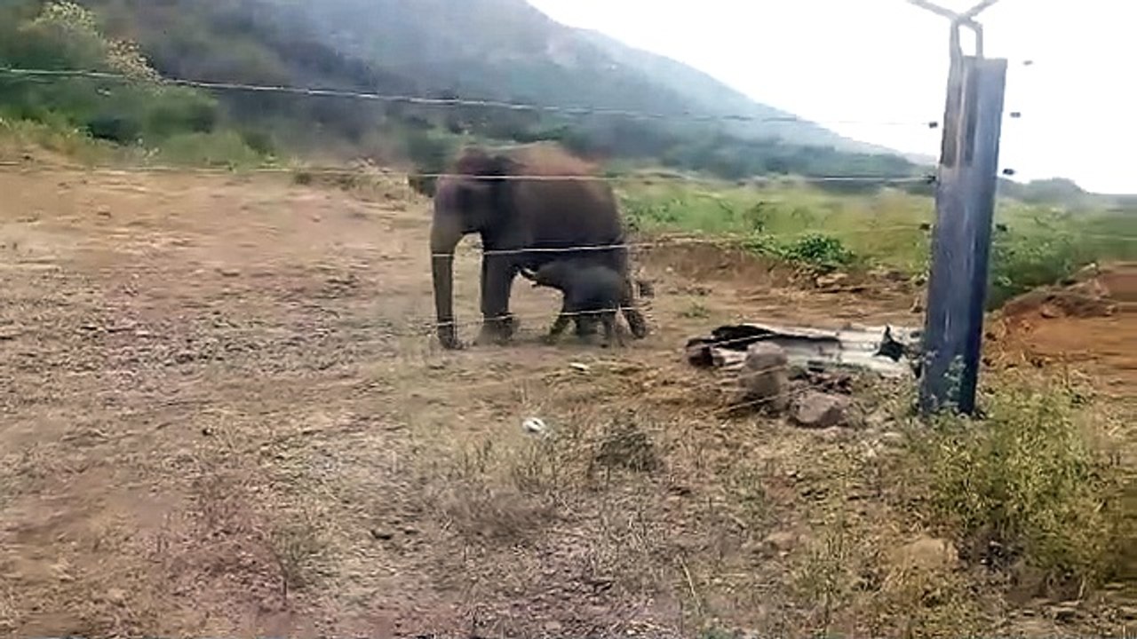 அந்த பக்கம் கரண்ட் கம்பி.. இந்த பக்கம் அம்மா.. தடுமாறி நடந்து வரும் குட்டி.. கண் கலங்குது பார்க்கவே!  -  வீடியோ