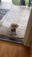 Trop mignon : ce chiot n'arrive pas à rentrer avec son baton dans la maison !