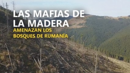 Las mafias de la madera amenazan los bosques de Rumanía