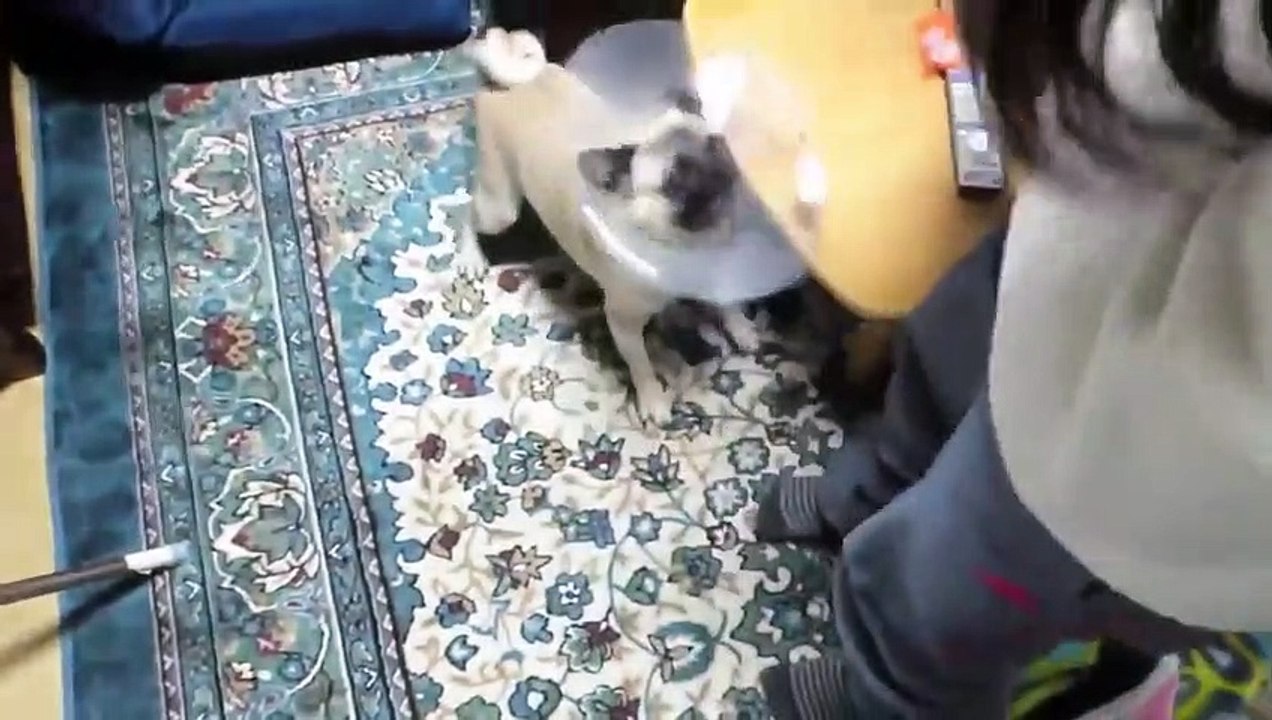 TOP 10 dog barking videos compilation 2016 ♥ Dog barking sound - Funny dogs