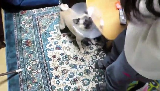 TOP 10 dog barking videos compilation 2016 ♥ Dog barking sound - Funny dogs