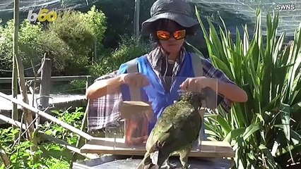 These Endangered Parrots Beat Primates When It Comes to Mathematical Probability