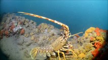 LE CAP D'AGDE - Les richesses de la biodiversité de la Réserve marine du Roc de Brescou, au large du Cap