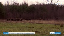 Europe : un programme pour réintroduire les bisons