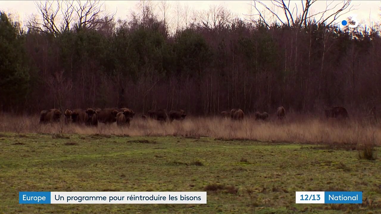 Europe : un programme pour réintroduire les bisons