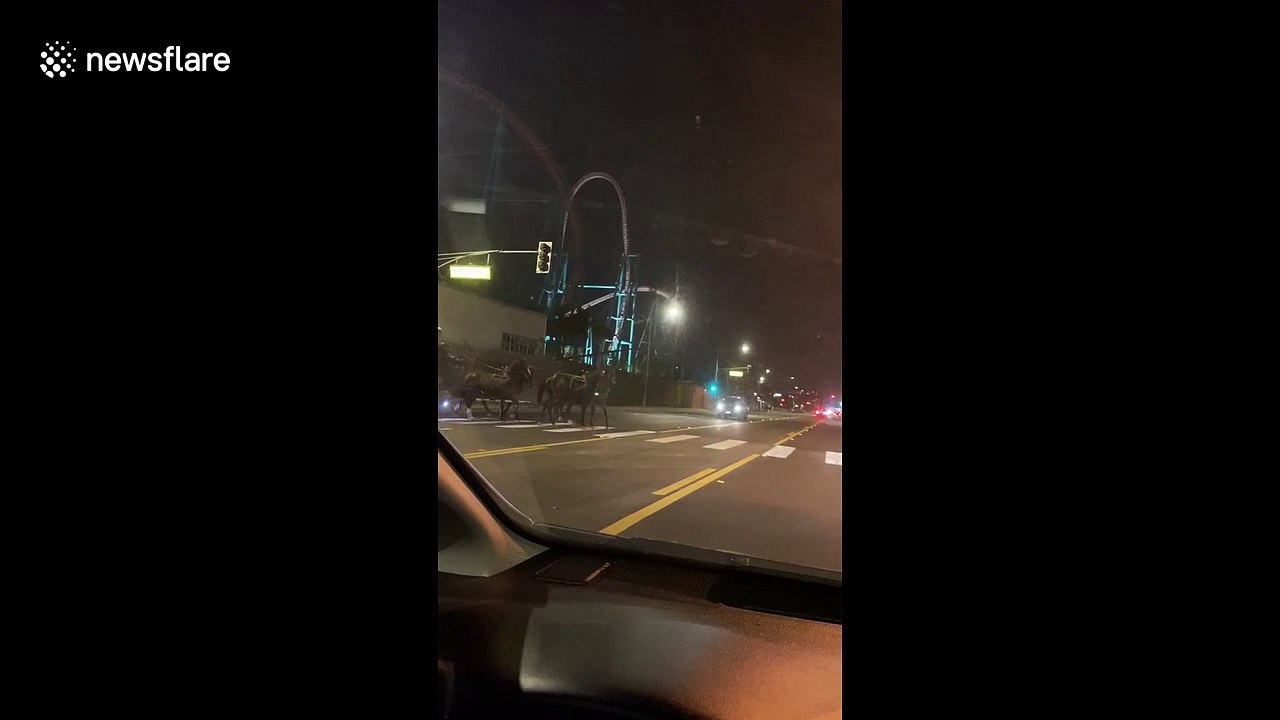 'How lovely it is to live in a world full of surprises!' Horse-drawn carriage crosses US street to motorists' delight