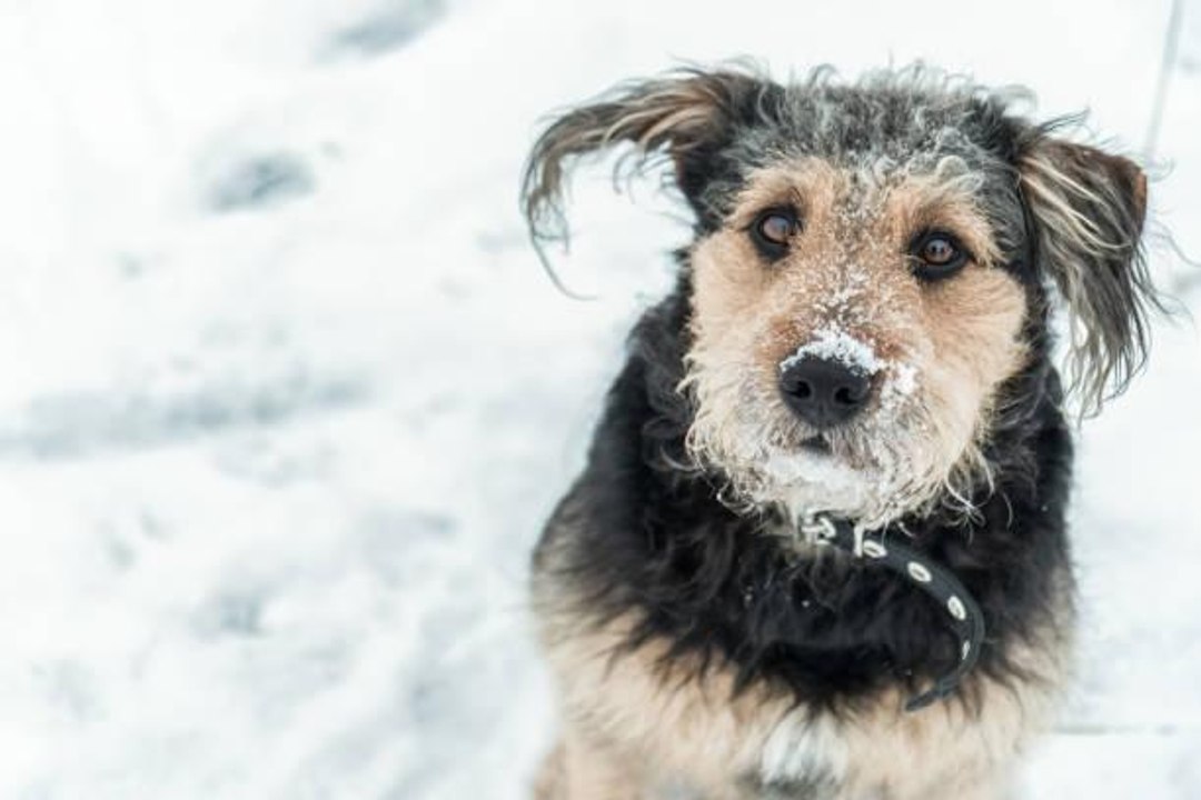 Reasons Your Dog Might Shake or Shiver