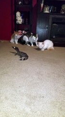 Husband Startles Cats Investigating Pet Dwarf Caiman