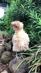 Frizzled Polish Chicken Enjoys the New Rain