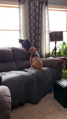 Beagle Pup Birdwatches with His Best Friend