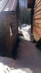 Kitten Stands Off against Bobcat