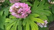 Plant 'Ruby Slippers' Hydrangea for Dramatic Colored Blooms
