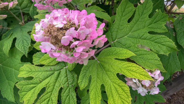 Plant 'Ruby Slippers' Hydrangea for Dramatic Colored Blooms