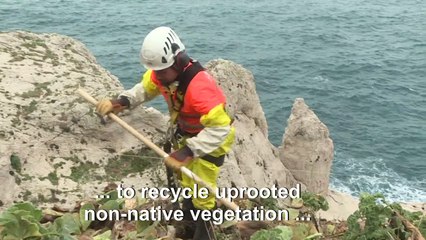 Marseille's invasive plants uprooted for textile production