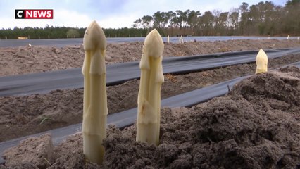 La douceur hivernale fait sortir les asperges bien en avance
