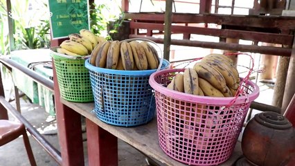 Hundreds of elephant centres facing closure as coronavirus decimates Thailand's tourism industry