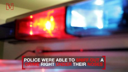 Louisiana Woman Arrested After Bail Money Smells Like Weed