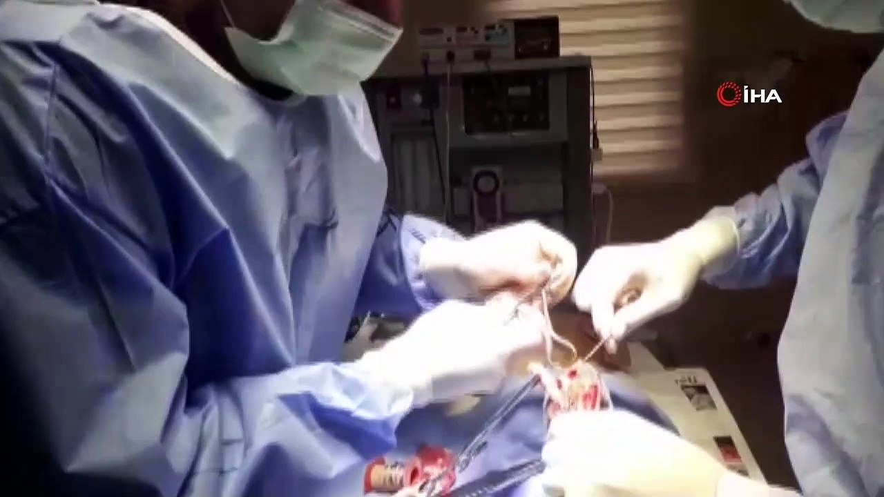 Araba çarpması sonucu yaralanan köpek Sahipsiz Hayvanlar Bakım Merkezinde ameliyat edildi