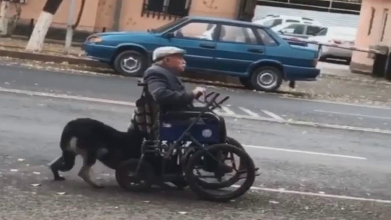 World's most loyal dog: Adorable moment dog pushes OAP’s wheelchair