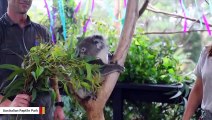 The World's Cutest Birthday Party: 7 Koalas Turn One At Australian Park