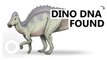 DNA found in 75 million year-old dinosaur bones