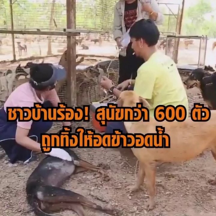 ชาวบ้านร้อง! สุนัขกว่า 600 ตัว ถูกทิ้งให้อดข้าว...
