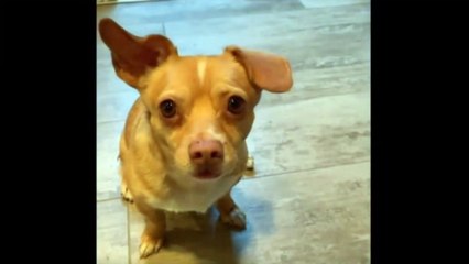 USA presidential candidate Chihuahua Chooses Warren Over Sanders win