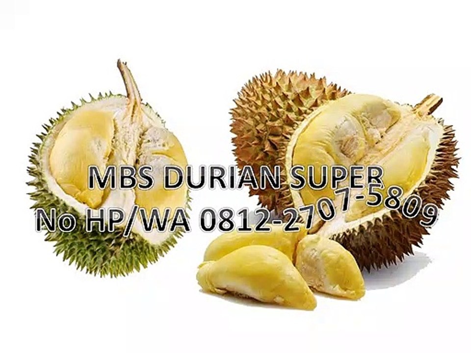 GROSIR, WA 0812-2707-5809, Bibit Durian Paling Enak Sulawesi Selatan
