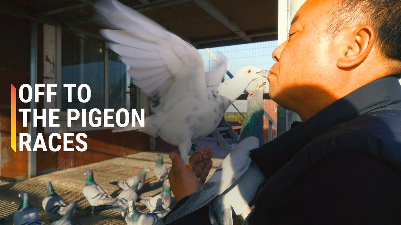 He Spends $85,000 Raising Pigeons