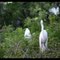Brazilian birdsong, white heron, little bird, free birds in nature | Nature is Amazing