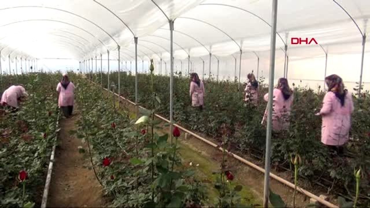 Osmaniye kadınlar, gül serasında çalışarak aile ekonomisine katkı sağlıyor