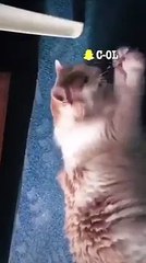Funny videos laugh all u can I Cat making Fun