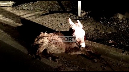 Gomari përplaset nga makina në Laç, 2 orë në rrugë i gjakosur...asnjë reagim