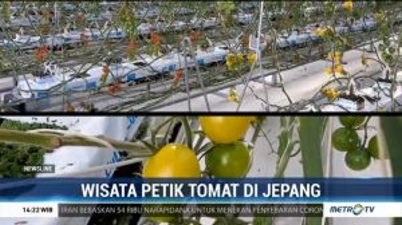 Wisata Petik Tomat di Jepang