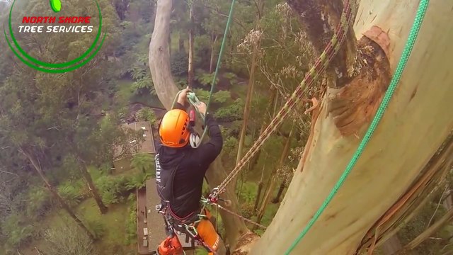 The Important Steps Involved In Tree Removal Process?