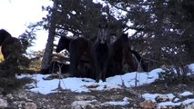 Antalya'nın yılkı atları kar üstünde görüntülendi