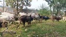 हरदोई: खेत को नुकसान पहुंचा रहें आवारा गोवंश को ग्रामीणों ने किया ब्लाक में बंद