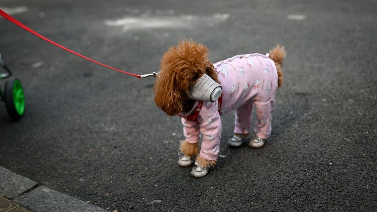 Können Hunde das Coronavirus bekommen?