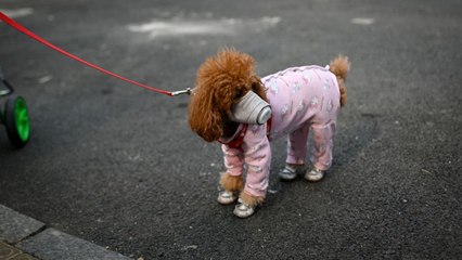 Können Hunde das Coronavirus bekommen?