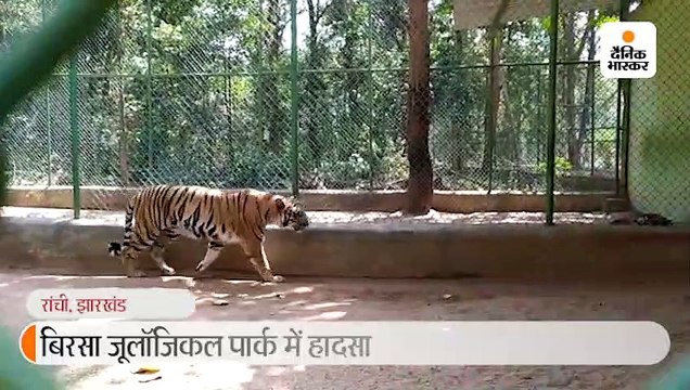 जूलॉजिकल पार्क में बाड़े में गिरा युवक, गर्दन पर पंजे से हमला कर बाघिन ने 5 मिनट में मार डाला