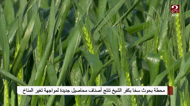 #صباحك_مصري | محطة بحوث سخا بكفر الشيخ تنتج أصناف محاصيل جديدة لمواجهة تغير المناخ