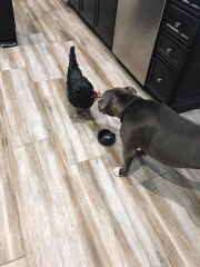 Ce pitbull est le meilleur ami de cette poule aveugle !
