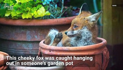 Wild Images from Photography Competition Catch Animals in Action