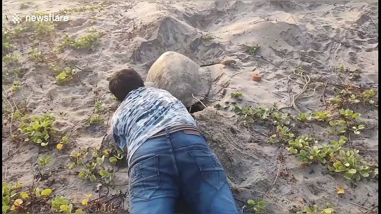 Animal activist helps crippled sea turtle lay its eggs on south Indian beach