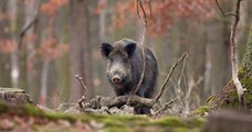 Les chasseurs en passe d'obtenir le droit de tuer les sangliers quasiment toute l'année, des associations s'insurgent