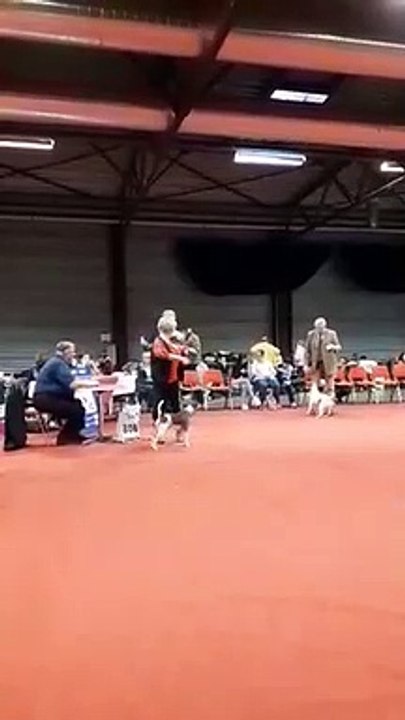 fox-terrier: Opium du Castel des Près